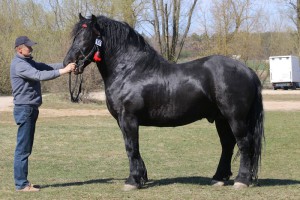 MIWO (Ideał - Modna po Skoczek)