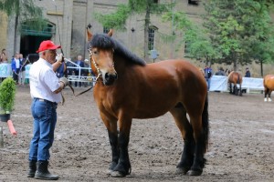 IMG_9315-576019cf83d07