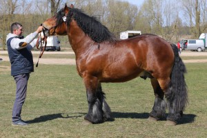 HILTON (Wirek - Hestia po Soner)