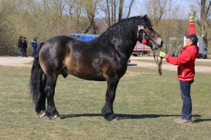 WALL (Wulkan - Walka po Wezyr)