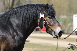 WALL (Wulkan - Walka po Wezyr)