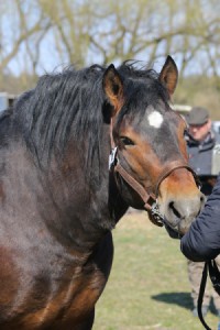 BUM (Tajfun - Burza po Goliat)