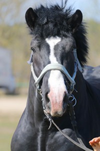 ERMITAŻ (Brygadzista - Elegia po Cynk)