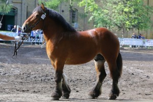 og. QUERNUS (Pippo Du Blofagnu - Quenelle D'Auge po Jasmin De La Croix)