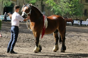 og. WERSAL S. A. (Rival Du Caire - Werwa po Bonair)