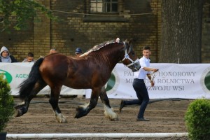 og. WERSAL S. A. (Rival Du Caire - Werwa po Bonair)