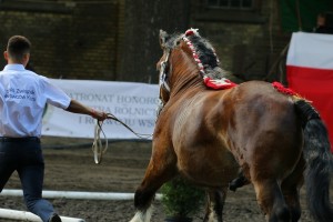 og. WERSAL S. A. (Rival Du Caire - Werwa po Bonair)