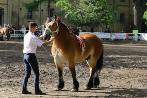 og. VIOLEN S. A. (Orient De Coustemont - Violette Du Chateau po Neron 50)