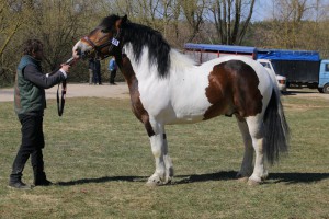 LOADER (Rosman - Ladera po Arnold)