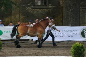 og. VIOLEN S. A. (Orient De Coustemont - Violette Du Chateau po Neron 50)