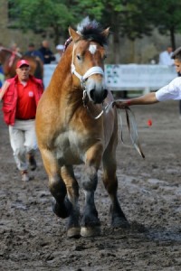 og. VIOLEN S. A. (Orient De Coustemont - Violette Du Chateau po Neron 50)