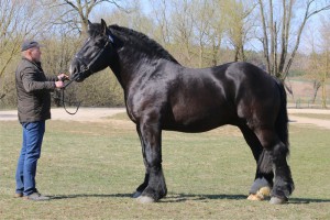 GILLES VAN'T CLEIHOF (Dorus Van De Molenhoeve - Fleur Van't Cleihof po Pol Van Hansevelde)