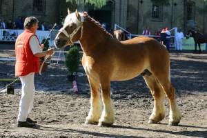 og. ELAN DE GIBARLET (Ucra De Maucourt - Saga De Gibarlet po Nuage Du Vallon)