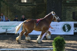 og. ELAN DE GIBARLET (Ucra De Maucourt - Saga De Gibarlet po Nuage Du Vallon)