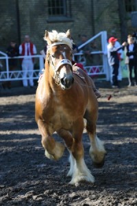 og. ELAN DE GIBARLET (Ucra De Maucourt - Saga De Gibarlet po Nuage Du Vallon)