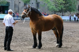 og. BARTEL (Suliwan - Beryl po Mascot)