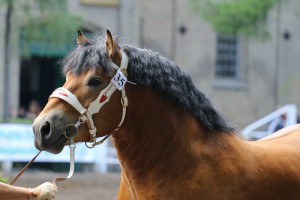 og. BARTEL (Suliwan - Beryl po Mascot)