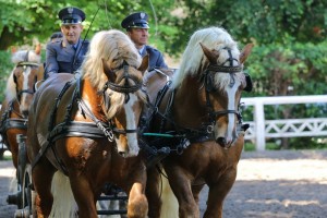 Parada zaprzęg&oacute;w