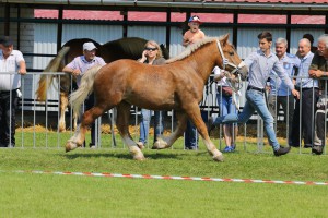 IMG_9549-5cf4daf63d4da