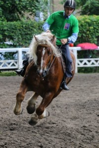 Wyścigi ogier&oacute;w