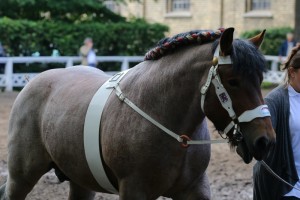og. ELIOT DE L'HALVIGNE (Wisky De L'Havigne - Bianca De L'Havigne po Jordi Du T'Chenet)
