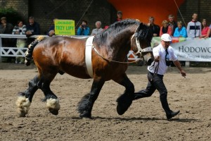 og. MASSIV (Elegant - Brokita po Vebend)