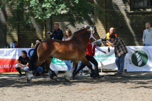 og. WERSAL S. A. (Rival Du Caire - Werwa po Bonair)