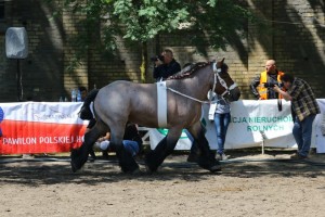 og. ELIOT DE L'HALVIGNE (Wisky De L'Havigne - Bianca De L'Havigne po Jordi Du T'Chenet)