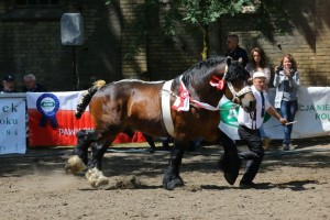 og. MASSIV (Elegant - Brokita po Vebend)