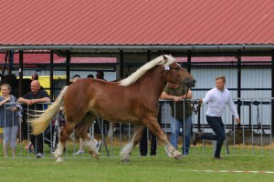 IMG_9761-5cf4db290ea78