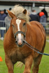 IMG_9792-5d9ef0f71f13b