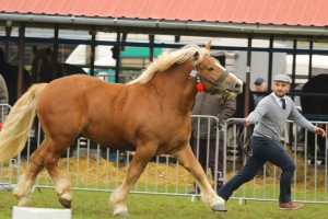 IMG_9831-5d9ef10d26b0e