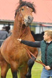 IMG_9861-5d9ef19c05736