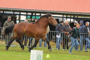 IMG_9866-5d9ef19c23053