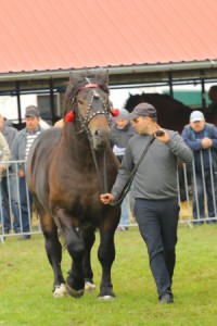 IMG_9909-5d9ef1bba1c32