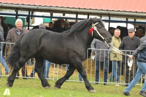 IMG_9942-5d9ef26ee10b2