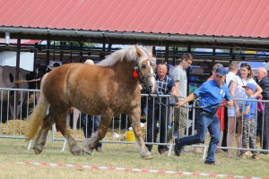 IMG_9946-5d19a0e7ab0a3