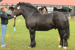 IMG_9947-5d9ef26f20323