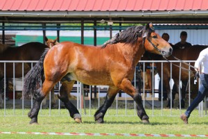 IMG_9961-5cf4db946151f