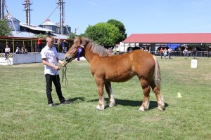 BISA (Belpin - Brawa po Pomost)