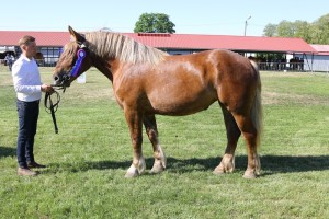 BUTONIERKA (Brutus - Boliwia po Pasat)