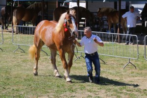 SZARFINA (Biały - Szarfa po Wilgon)