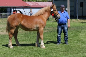 GEBONA (Orginal - Genta po Bonik)