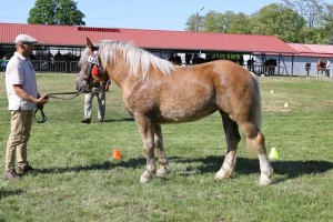 SZATYNA (Pers - Szansa po Sak)