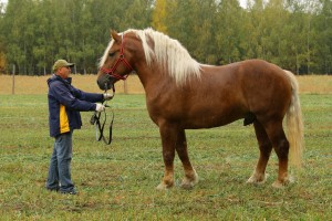 MORIN (Bilar - Morena po Ikar), Bonitacja: 79 pkt, Wymiary: 165-230-26, Wynik pr&oacute;by: 21/25  Właściciel: Stanisław Malinowski, 788 824 104