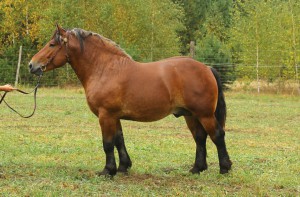 ODYSEUSZ (Brutus - Odessa po Groklin), Bonitacja: 83 pkt, Wymiary: 158-220-26,5, Wynik pr&oacute;by: 20/25 pkt., Właściciel: Bazyli Sawczuk, 608 640 896