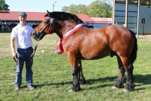 BOREK (Bonar - Bryczka po Setny)
