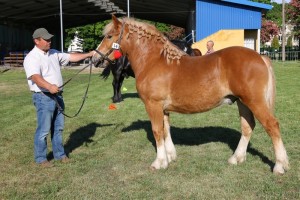 BROM (Umik - Bawaka po Tulipan)