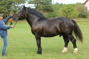 ORZEŁ (Bonar - Oktana po Warest), Bonitacja: 81 pkt, Wymiary: 159-220-27, Wynik pr&oacute;by: 21/25 pkt., Właściciel: Mieczysław Waraksa, 517 662 824