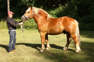 PIONIER (Herc - Perełka po Glaszon), Bonitacja: 80 pkt, Wymiary: 157-220-25, Wynik pr&oacute;by: 10/10 pkt., Właściciel: Franciszek Roszko, 85 716 03 56